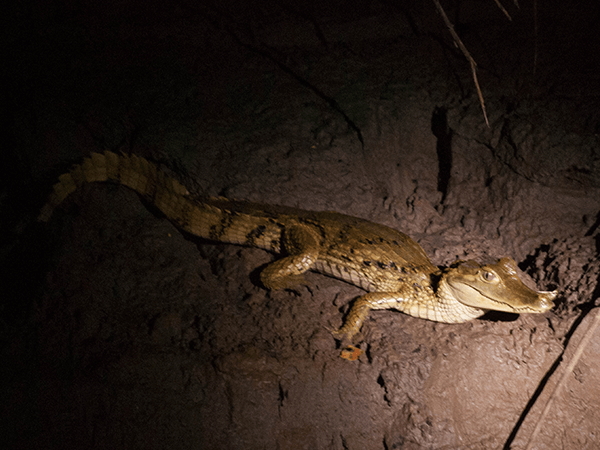 Tambopata Cayman Activity