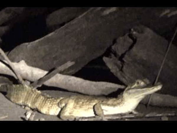 Tambopata Cayman Activity 4