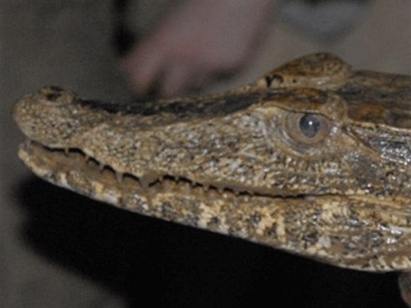 Tambopata Cayman Activity