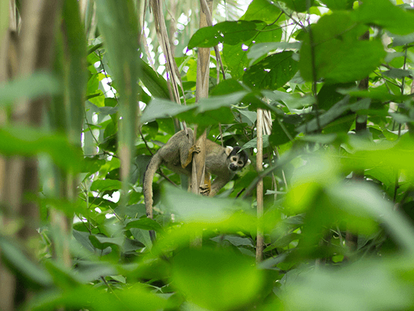 Tambopata Jungle Excursion 3