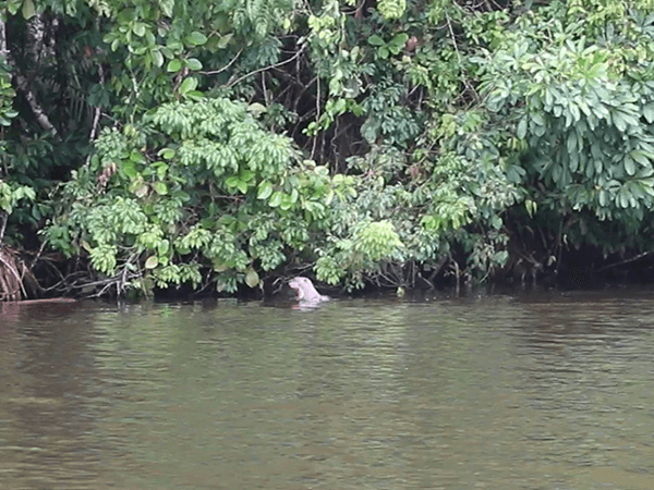 Tambopata Lake Sandoval Tour 3