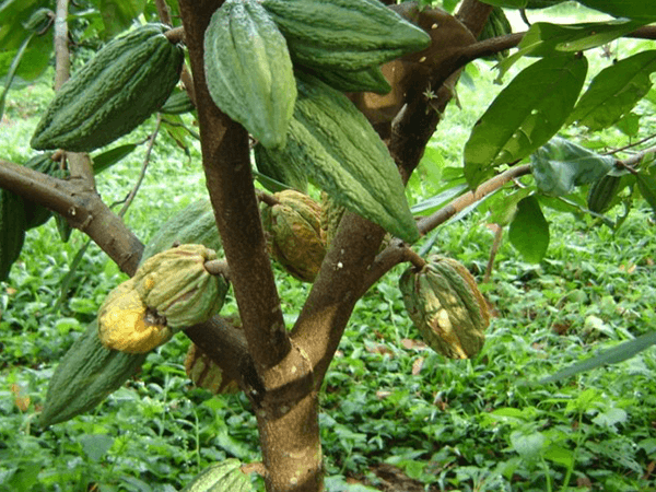 Tambopata Mahogany Tour 2