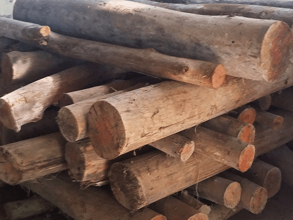 Tambopata Mahogany Tour