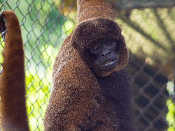TambopataTaricaya Tour 5