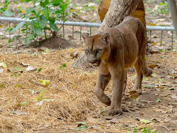 TambopataTaricaya Tour 6