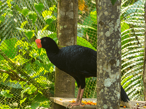 TambopataTaricaya Tour 7