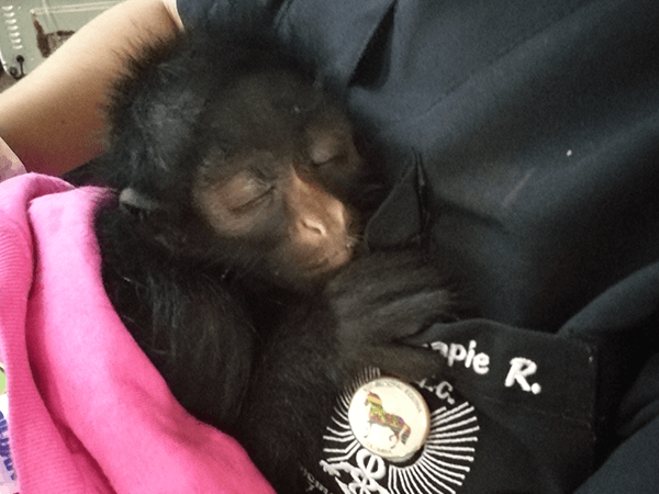 TambopataTaricaya Tour 8