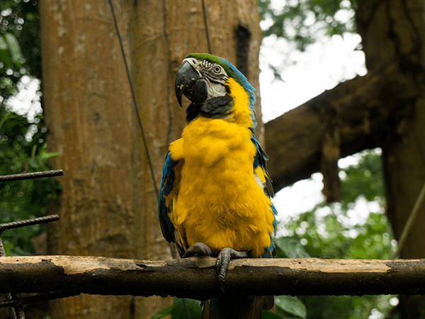 Tambopata Taricaya Tour 2