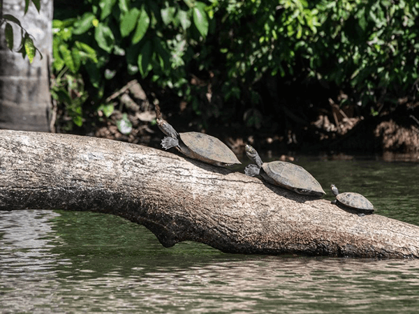 Tambopata Lago Sandoval Programa Turistico 1