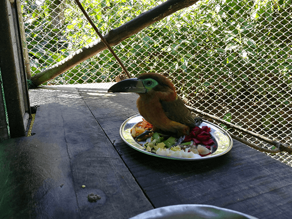 Tambopata Lago Sandoval Programa Turistico 5