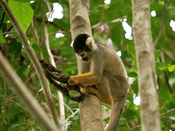 Tambopata Tour  4