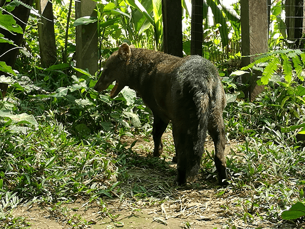Tambopata Lago Sandoval Programa Turistico 3