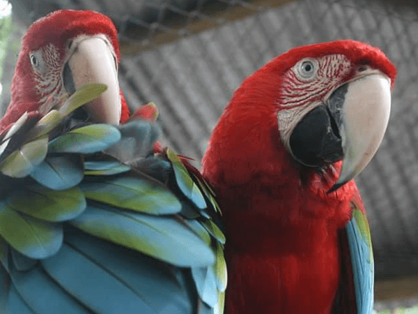 Tambopata Lago Sandoval Programa Turistico 2