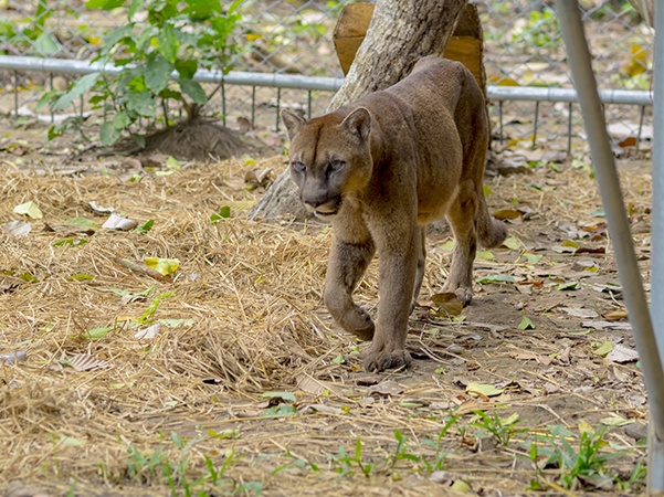 Voluntariado Amazonico Programa 1