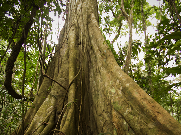 Voluntariado Amazonico Programa 3