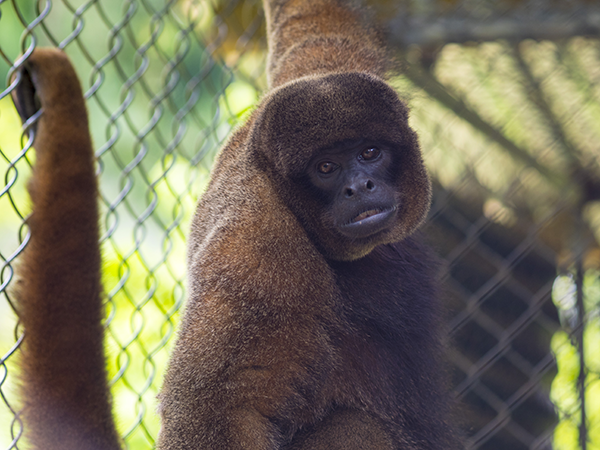 Voluntariado Amazonico Programa 4