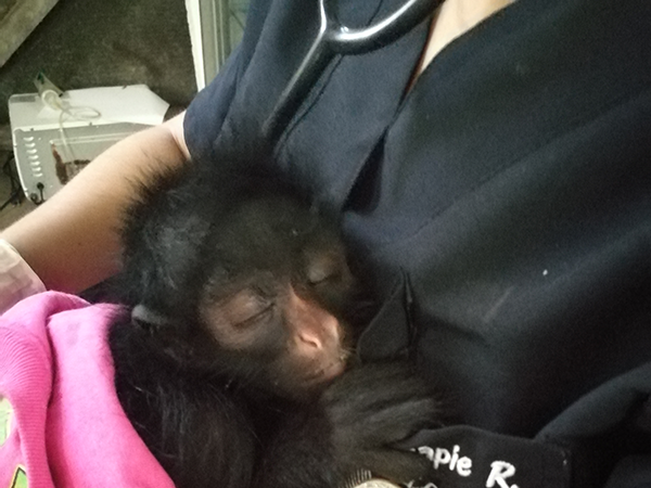 Voluntariado Amazonico Programa 6